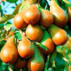 Саженцы Груш в Армавире — гарантия качества! Саженцы Груш в Армавире — гарантия качества!
